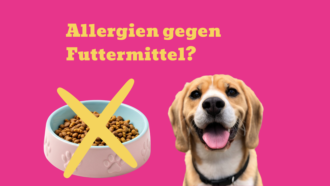 Juckreiz beim Hund? Wie Ernährung und Leckerli mit natürlichem Protein aus Fermentation Allergien natürlich lindern können