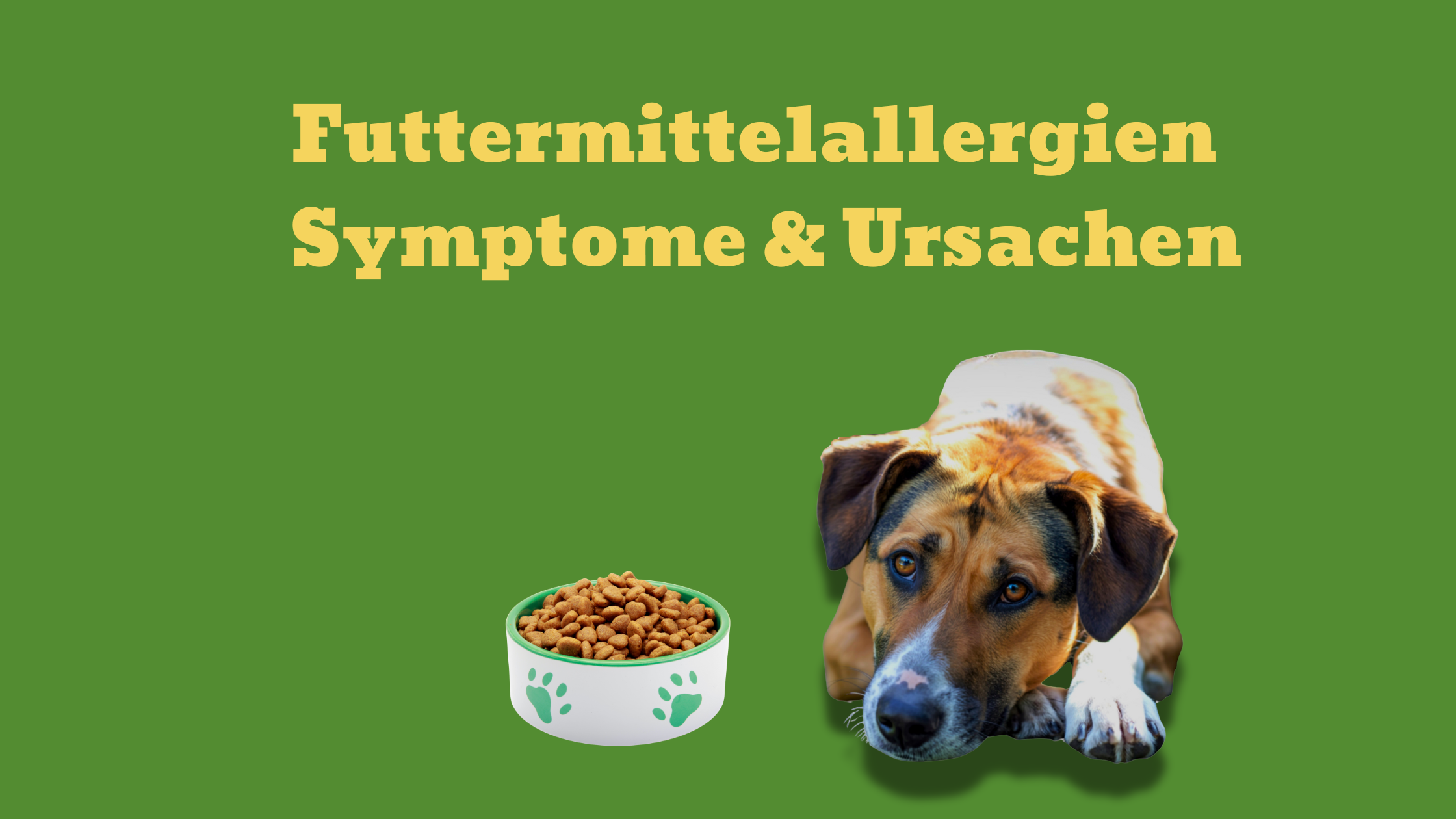 Futtermittelunverträglichkeit & Futtermittelallergie beim Hund – Symptome & Ursachen
