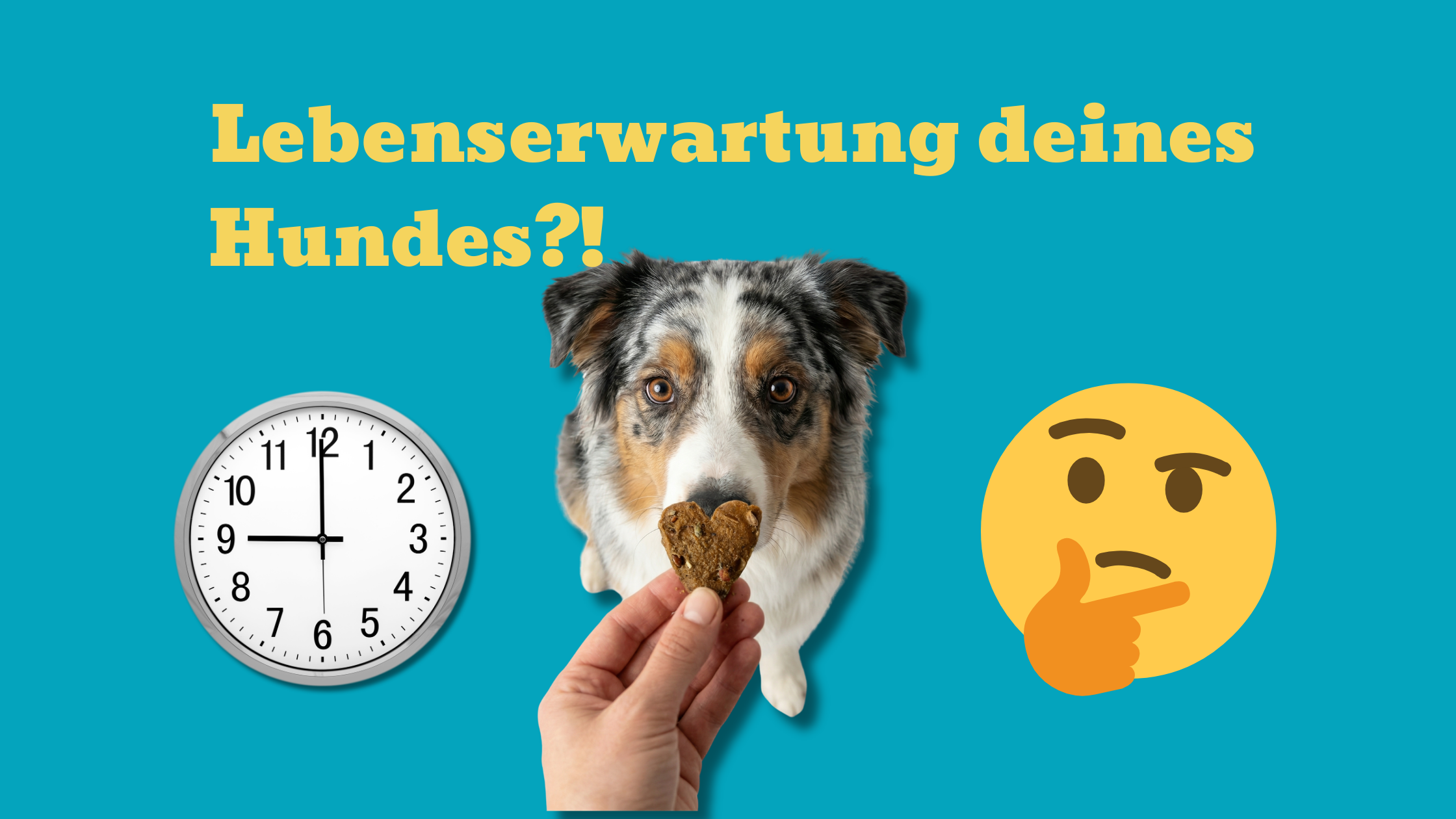 Wie alt werden Hunde? Lebenserwartung nach Rasse, Größe und Ernährung erklärt