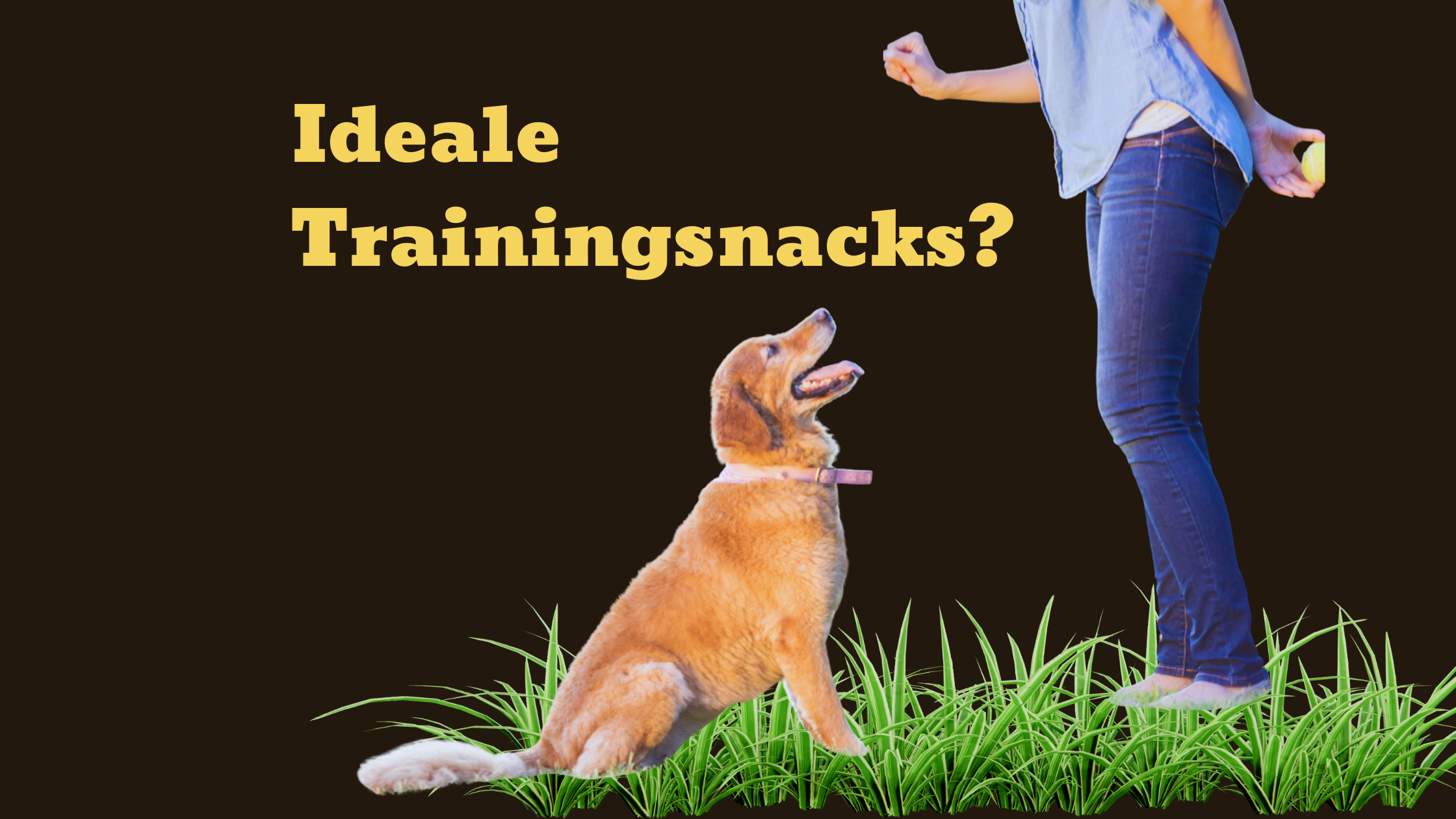 Trainingssnack für Hunde: So wählst du den perfekten Snack nach Größe & Energielevel